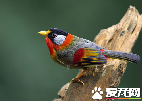 新手如何养宠物鸟 如何选购一只健康的宠物鸟