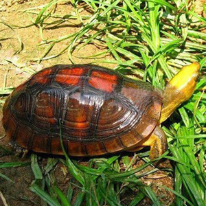 金头闭壳龟图片