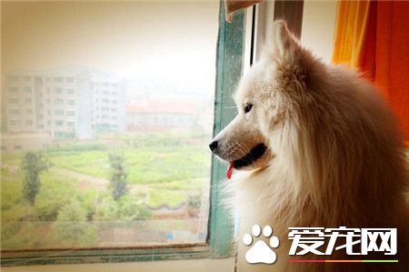 你不在家的时候，你的狗狗也是这么等你的。