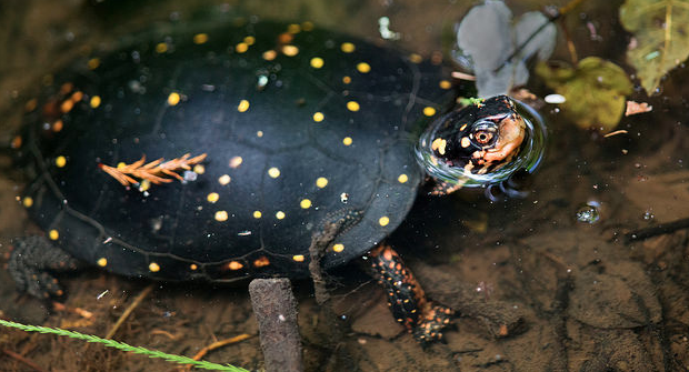 星点水龟