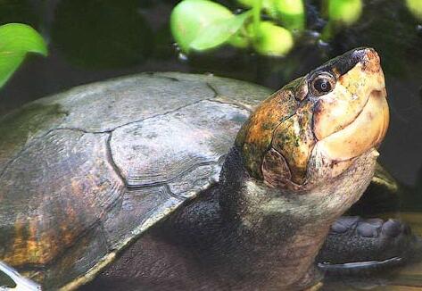 马达加斯加大头侧颈龟