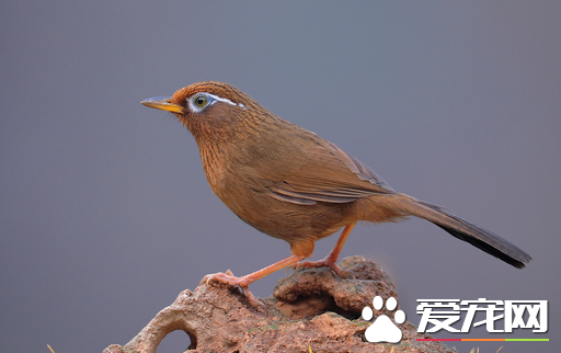 画眉鸟叫声有什么含义 详解叫声的不同含义