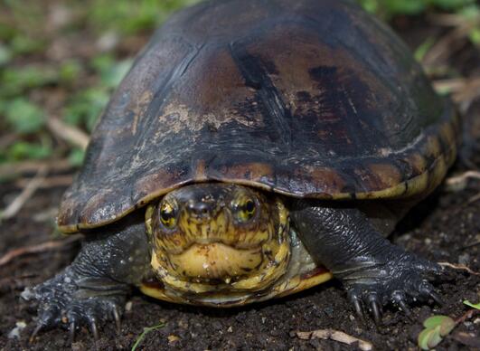 白唇泥龟