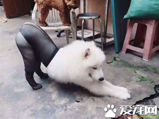狗狗穿丝袜 引爆网友正反论战