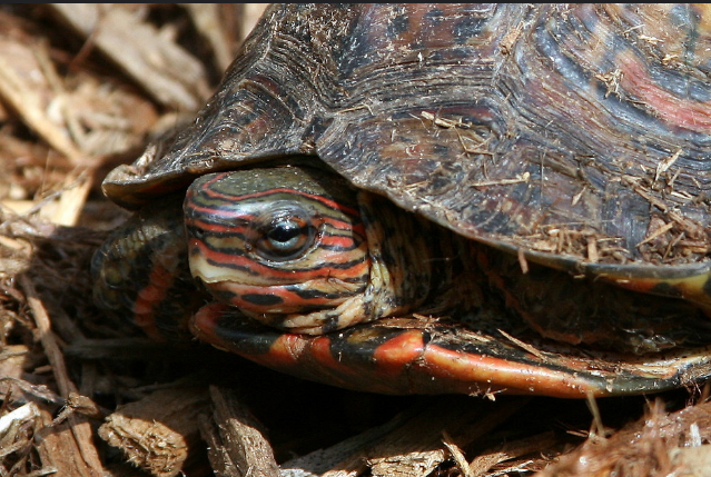 哥斯达黎加木纹龟
