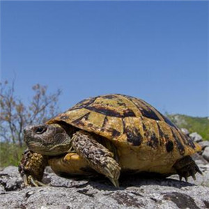 西部赫曼陆龟图片