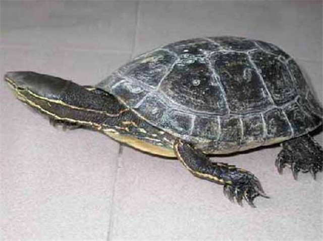 云南闭壳龟