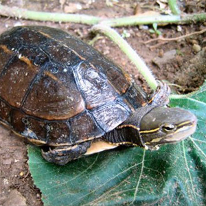 云南闭壳龟图片