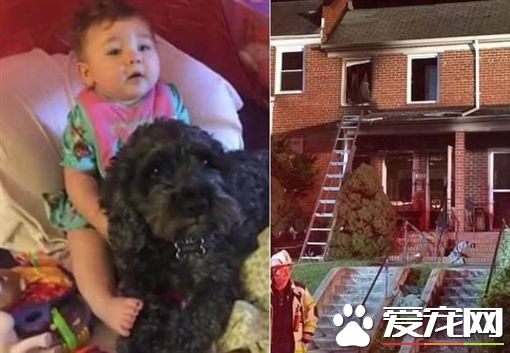 不离不弃 忠犬火海守护8月大小主人