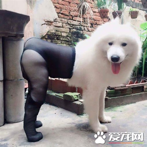 狗狗穿丝袜 引爆网友正反论战
