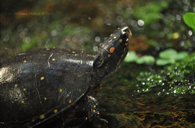 星点水龟