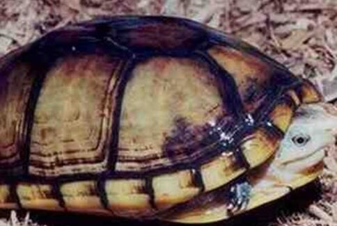 褶皱泥龟