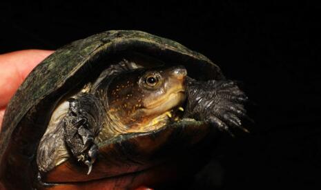 褶皱泥龟