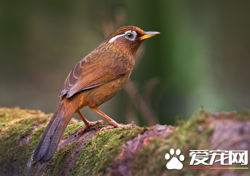 怎么选购画眉鸟 5大观察方法轻松认画眉
