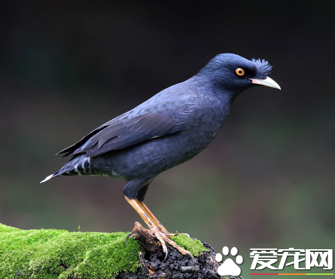 如何调教八哥 从幼鸟开始调教刚换第1次羽后为佳