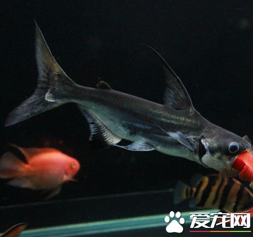 成吉思汗鱼变色怎么办 应该减少换水次数