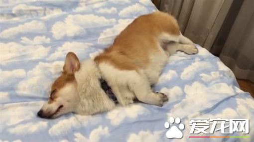 厌世柯基摊地不起 化身拖把帮忙拖地
