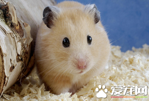 仓鼠的寿命有多久 仓鼠的寿命一般在2-3年
