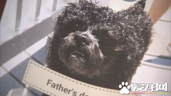 黑贵宾美容太吵被关化学药品柜 全身灼伤口吐白沬身亡