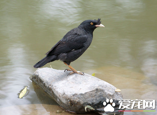 怎样选优良的八哥 选择健康体壮的鸟