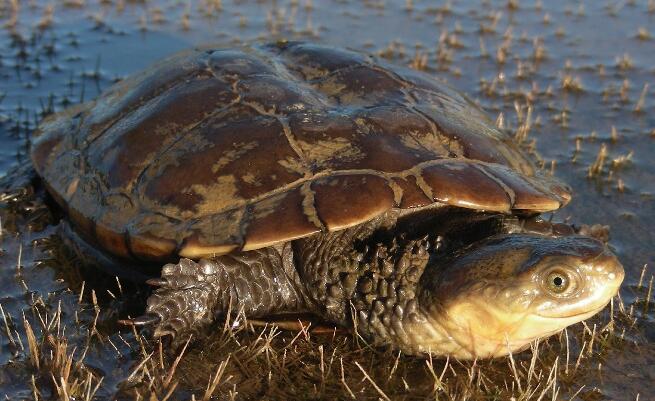 澳洲短颈龟