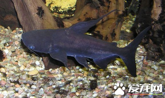 成吉思汗鱼多少钱 市场价格在120-340元一条