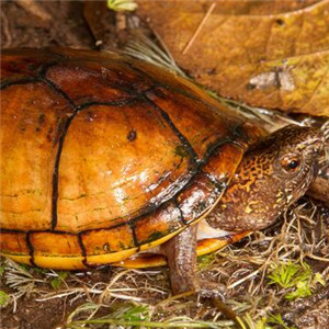 斑纹泥龟图片