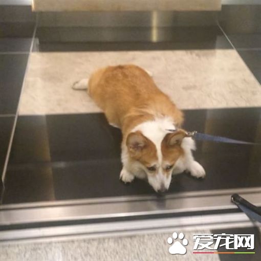 厌世柯基摊地不起 化身拖把帮忙拖地