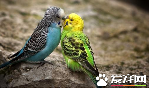 如何训练鹦鹉学讲话 4大常见方法让鹦鹉学讲话