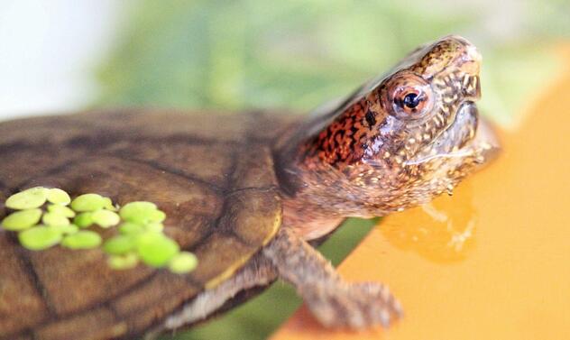 斑纹泥龟