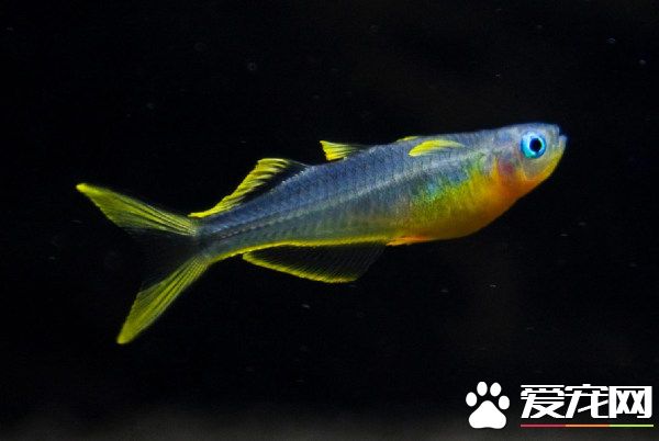 霓虹燕子价格 霓虹燕子的价格一般在2.5~5元