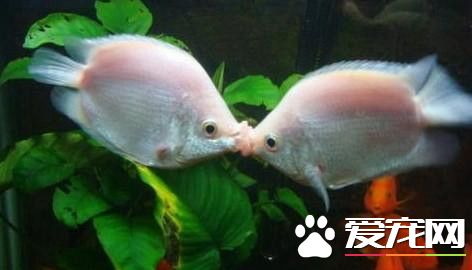 接吻鱼的饲养 宜与比较好动的热带鱼混养