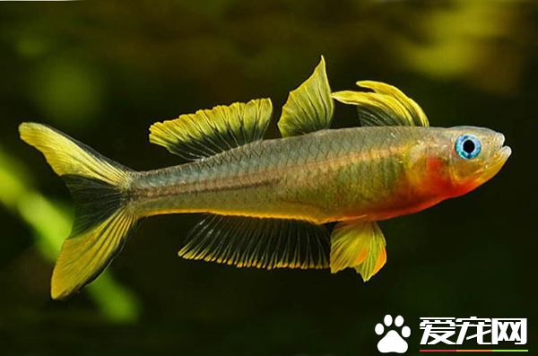 霓虹燕子公母 雄鱼下腹部位会泛现出鲜黄色