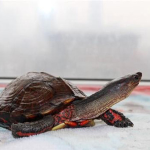 洪都拉斯木纹龟图片