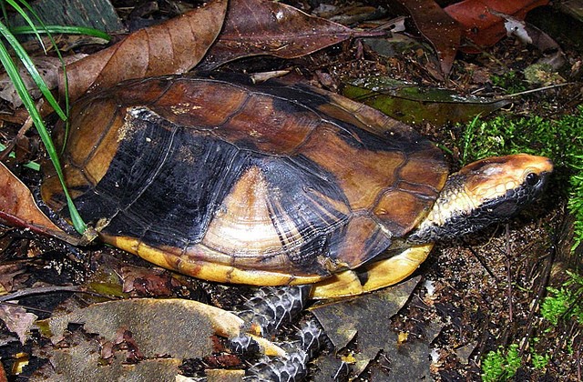 红头蛇颈龟