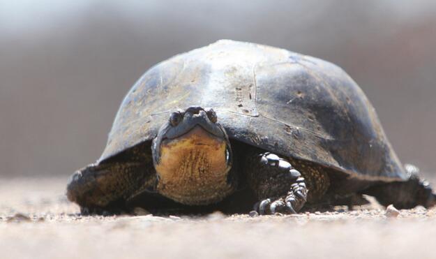 布氏拟龟