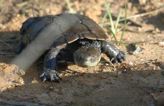 澳洲短颈龟