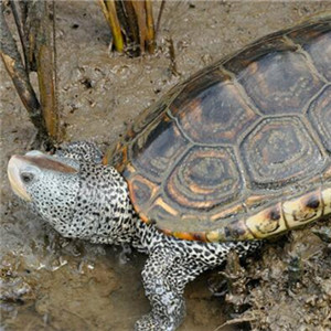 德州锦钻纹龟图片