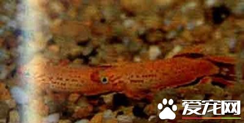 五彩琴尾鱼的饲养 水箱中应植热带水草