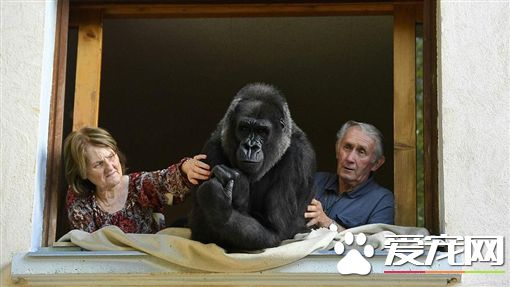 宛如电影情节 夫妇与猩猩同住18年