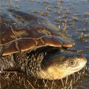 澳洲短颈龟图片