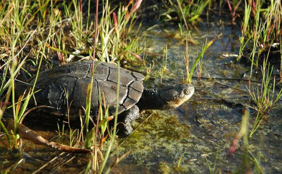 澳洲短颈龟