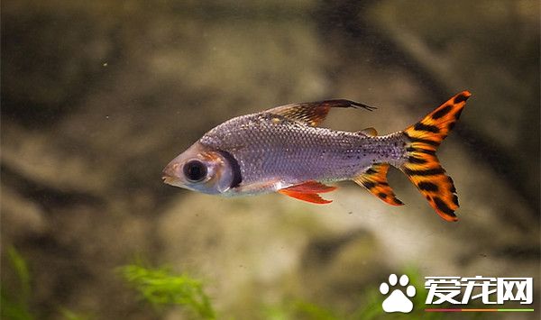 美国旗鱼的饲养 喜欢阳光对水质不苛求