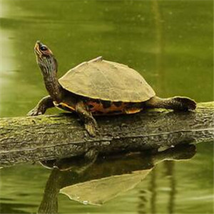 印度棱背龟图片