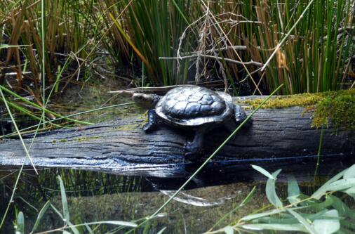 澳洲短颈龟