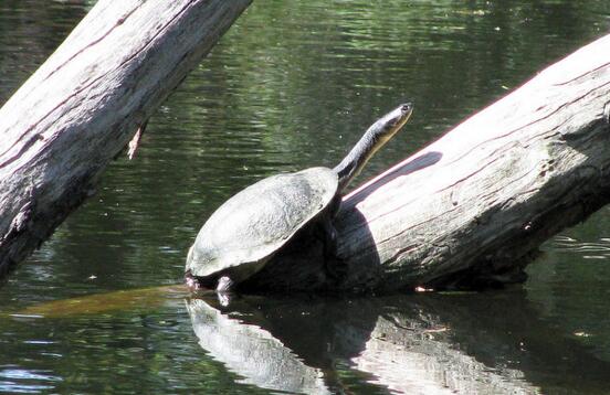 长身蛇颈龟