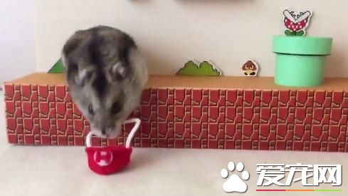 饲主巧手做游戏场 仓鼠化身超级玛莉