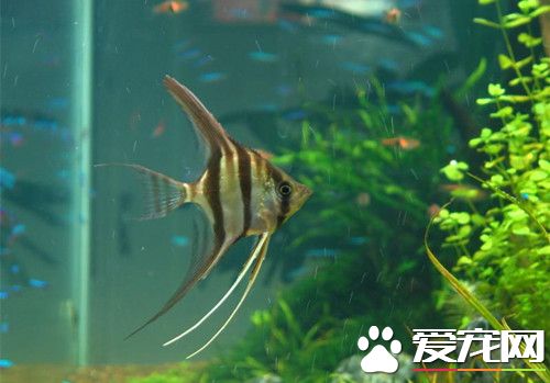 埃及神仙鱼价格 苗子一般是100-200之间一条