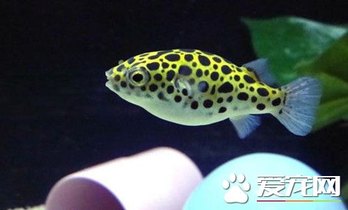 潜水艇鱼的饲养 能适应21~30℃的水温