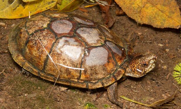 斑纹泥龟
